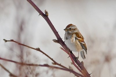 Am.Tree Sparrow, Greenwich