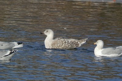 GBB x Glaucous Gull hybrid, Sullivans Pond