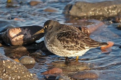Purple Sandpiper, Kingston CBC