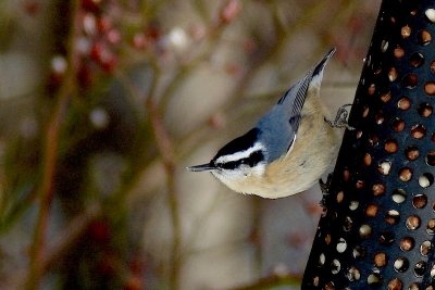 R-B. Nuthatch, Wolfville