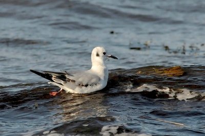 Bonaparte's Gull, Hartlen Pt.