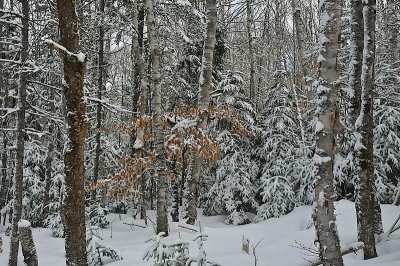 Snow in the woods