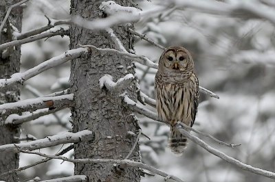 Barred Owl photoshopped
