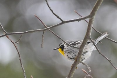 Y-t. Warbler