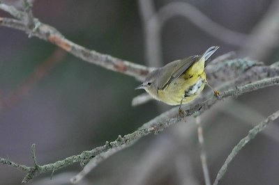 O-c. Warbler
