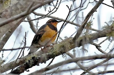 Varied Thrush