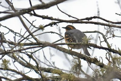 Varied Thrush