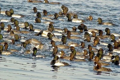 Mixed Scaup, Bayport