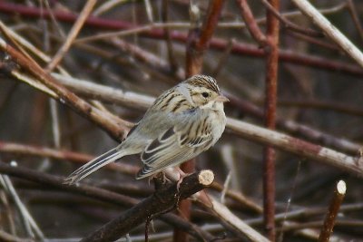 Clay-colored Sparrow, Wolfville