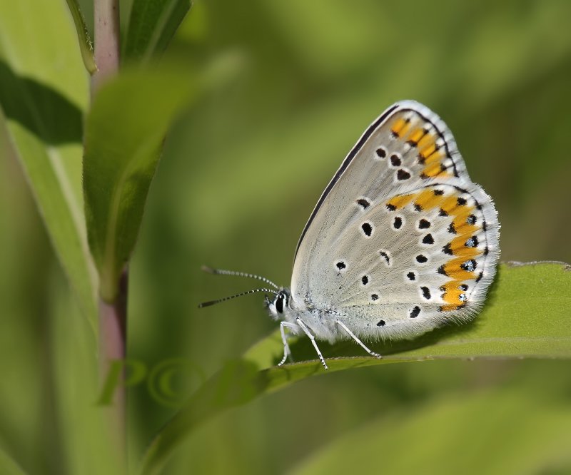 blauwtje no ID