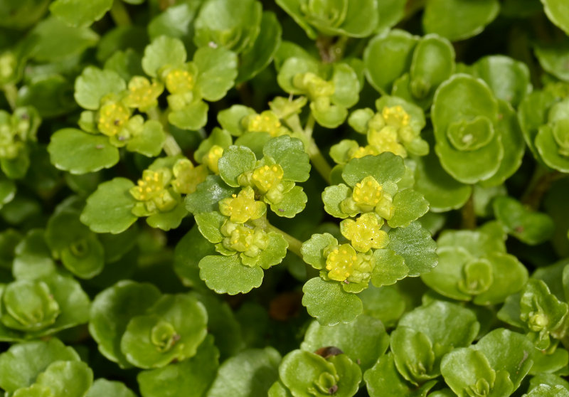 Paarbladige goudveil, Chrysosplenium oppositifolium