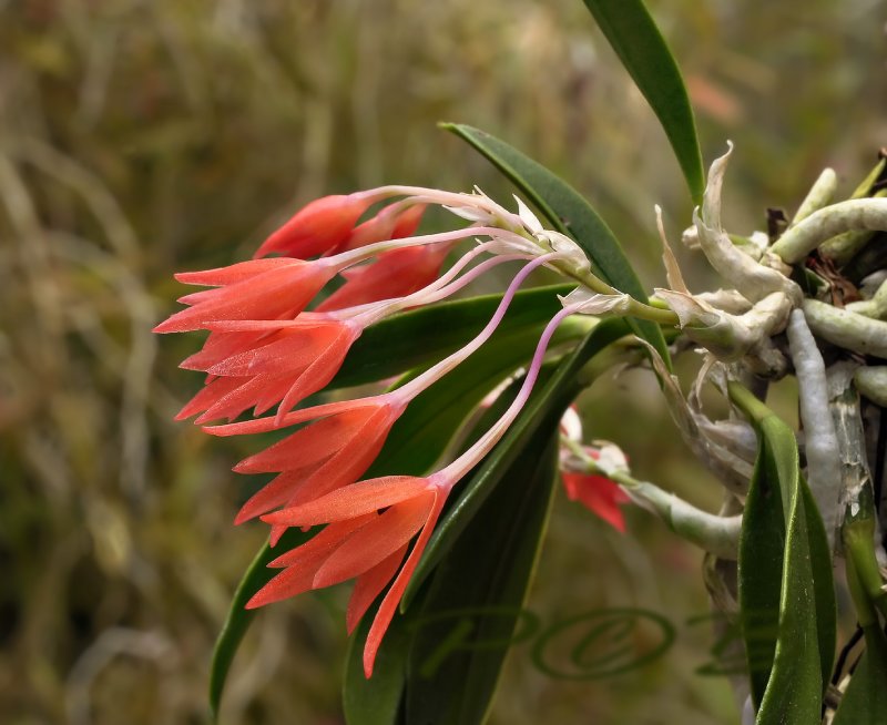 Alamania punicea, flowers about 5 cm