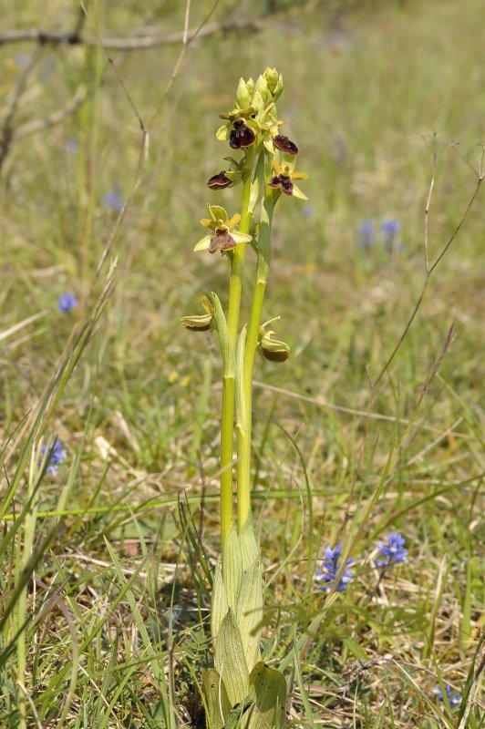 O. sphegodes