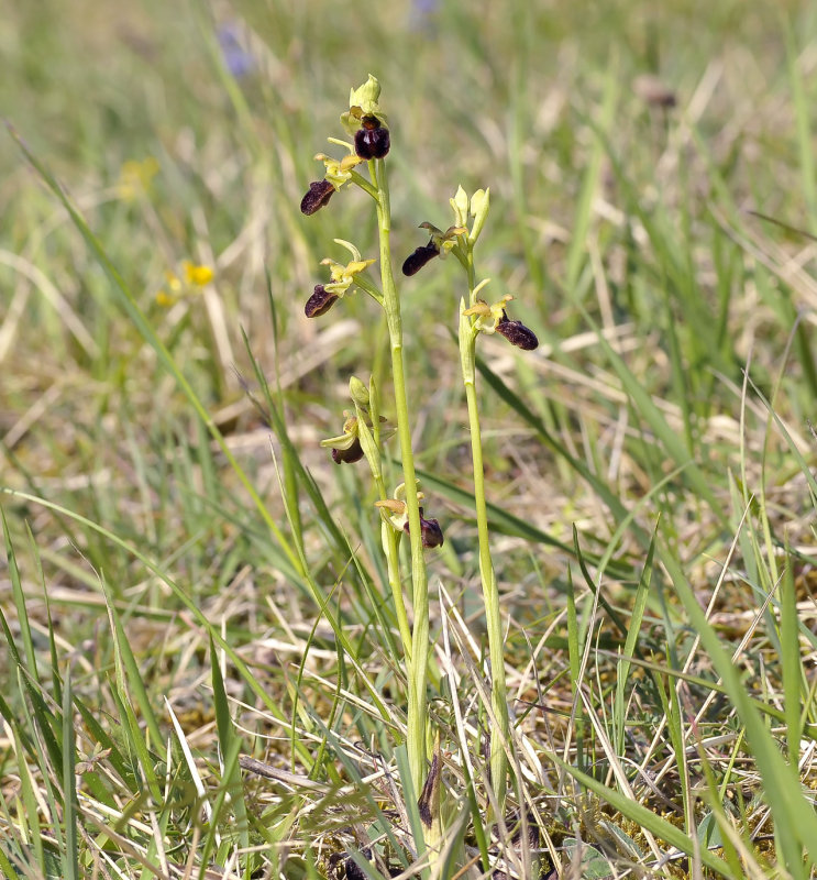 O.sphegodes
