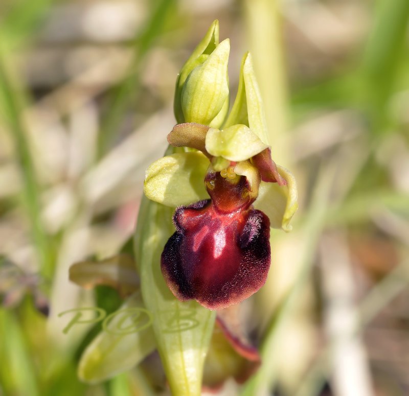 O.sphegodes, red variety - rode vorm