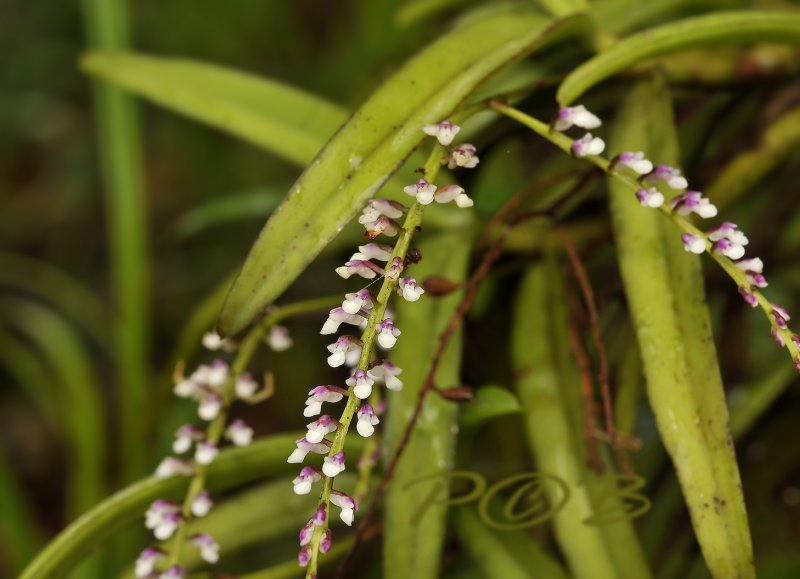 Schoenorchis gemmata, close