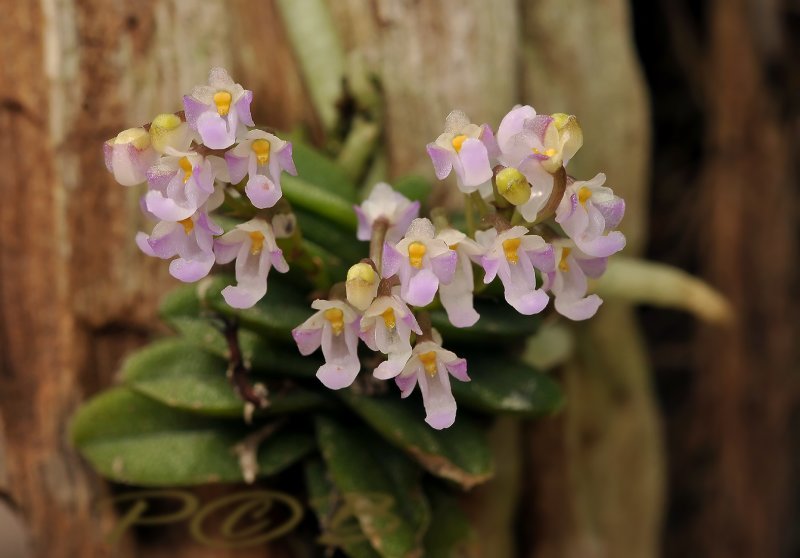 Schoenorchis fragrans