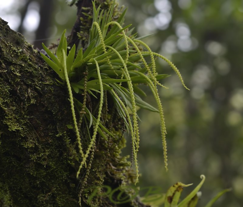 Oberonia brachystachys