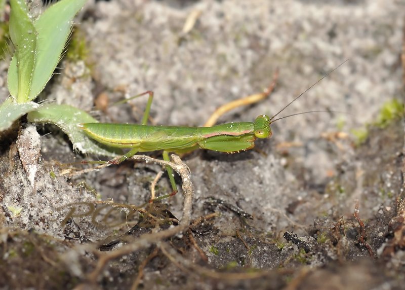 Two cm green mantis