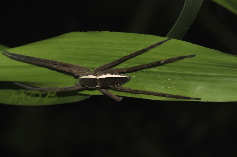 Raft spider, Dolomedes fimbriatus