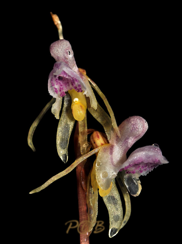 Epipogium aphyllum, spookorchis, close, flash light