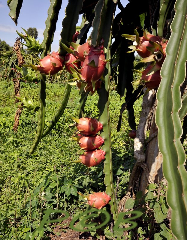 Cactus fruit in culture