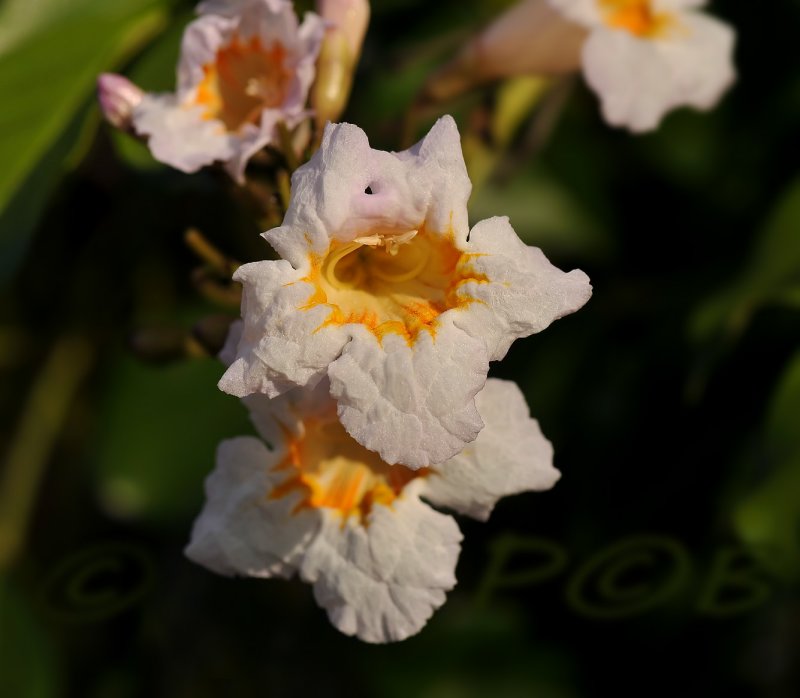 Blossem