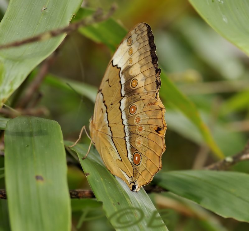 Junglequeen, Stichopthalma louisa