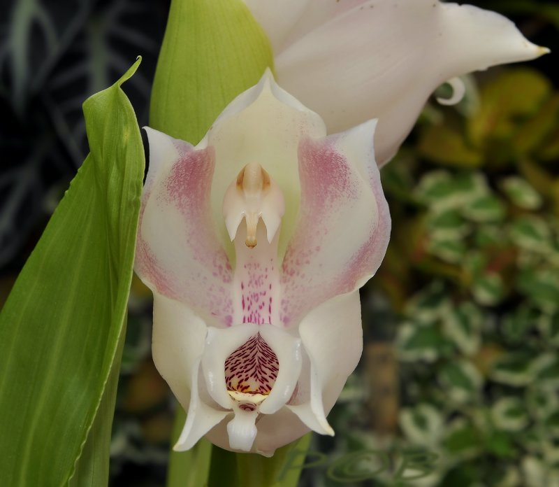 Anguola virginalis, 5 cm