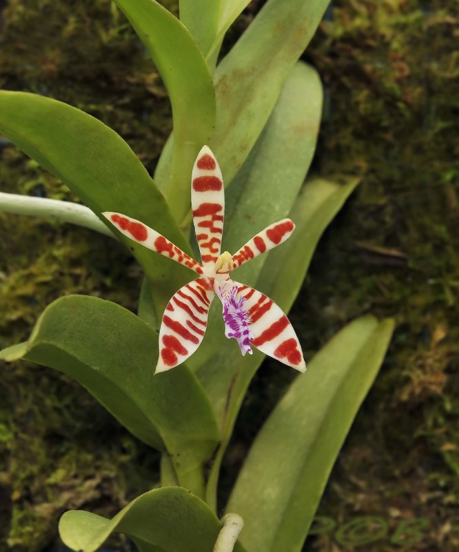 Trichoglottis smithii, 2 cm