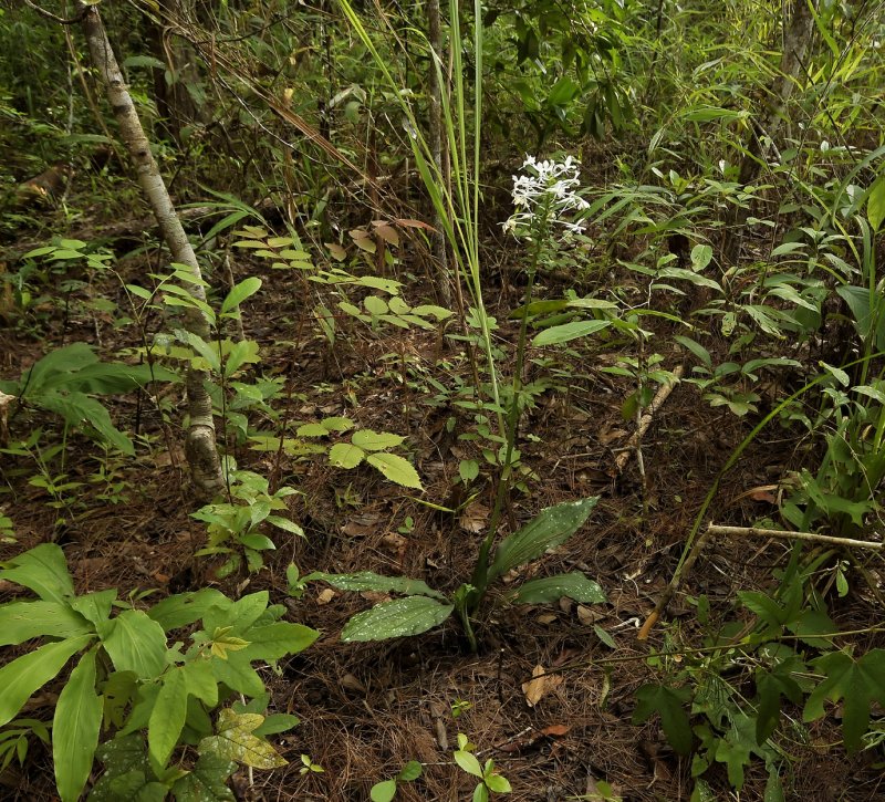 Calanthe triplicata, dry clear forest