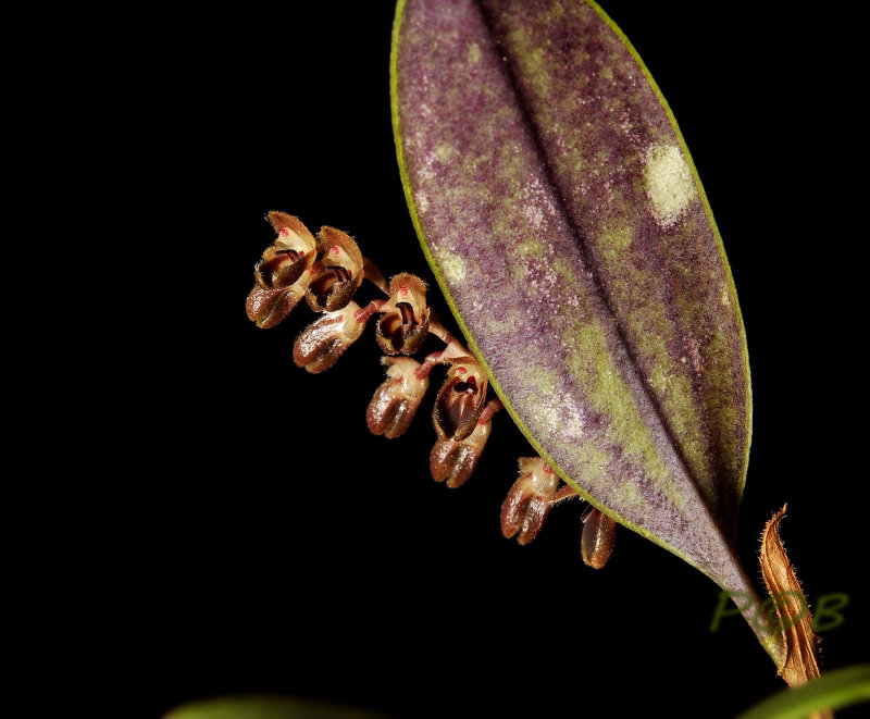 Trichosalpinx memor