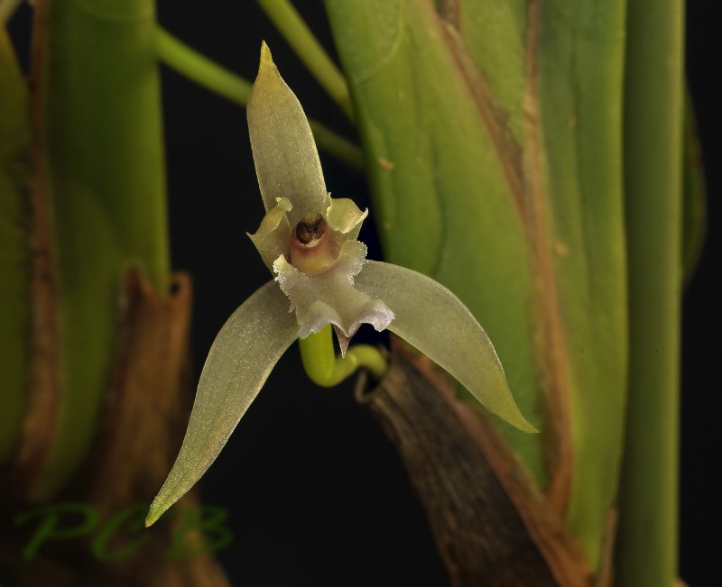 Maxillaria sp. 3.5 cm across