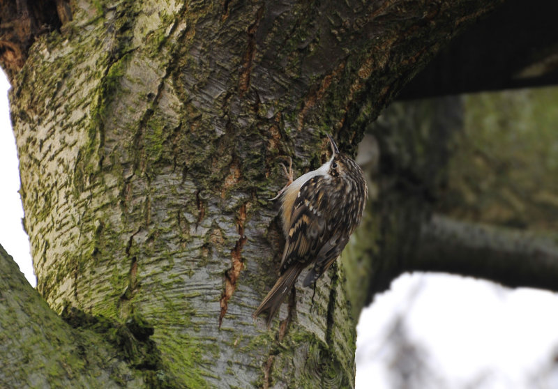 Tuinvogel op de oude els naast het kippenhok ( Boomkruiper )