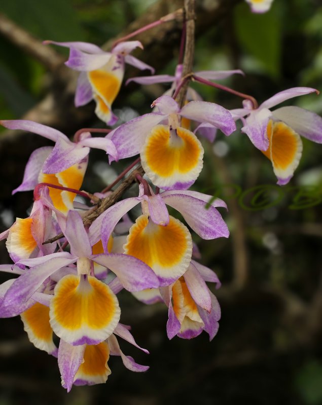 Dendrobium gratiotissimum, natural light no flash