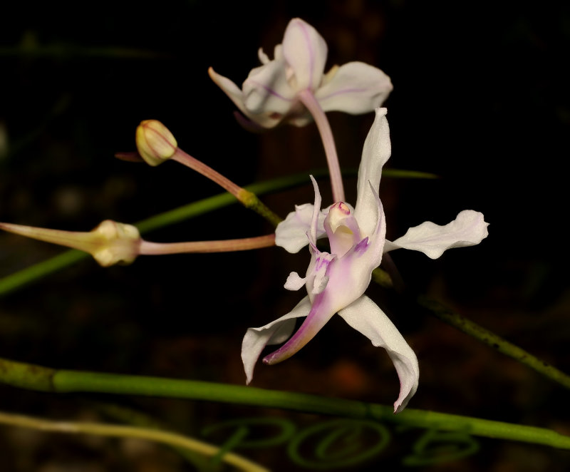 Papilionanthe Biswasiana, picture taken in Laos