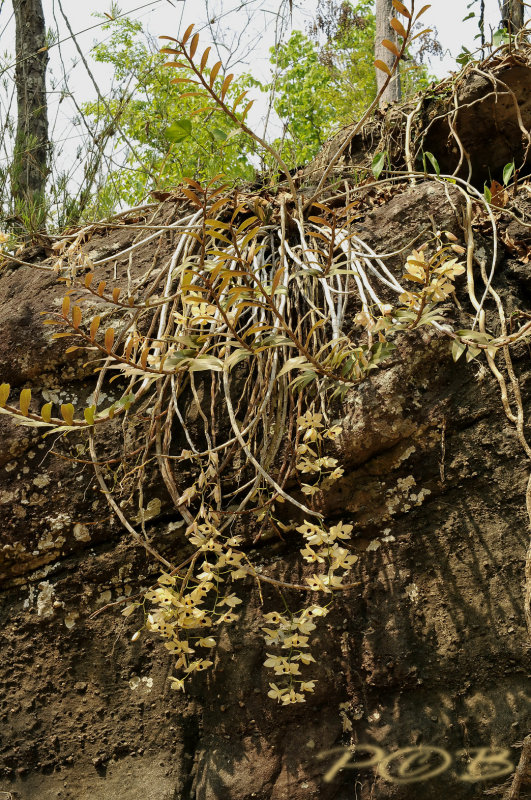 Dendrobium pulchellum, plant 2 mtr. across