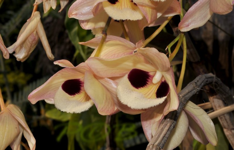 Dendrobium pulchellum, flowers 8-10 cm