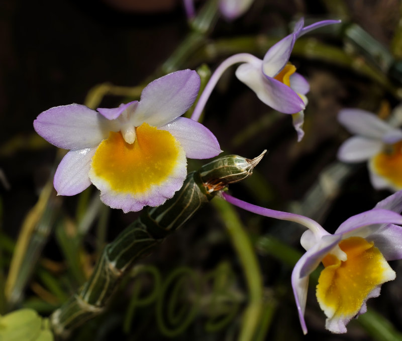 Dendrobium crepidatum