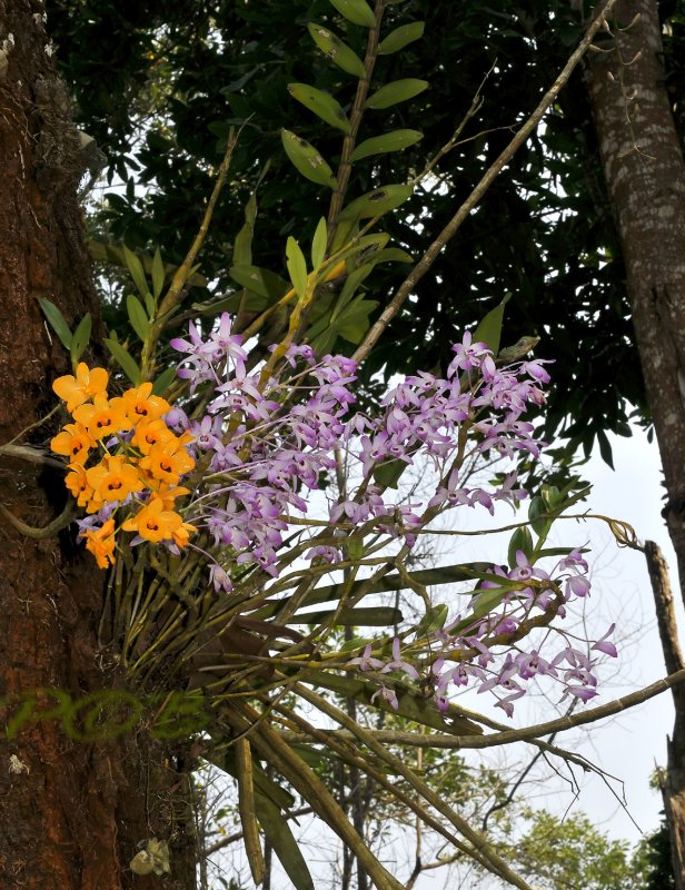 Dendrobium nobile and Dendr. fimbriatum