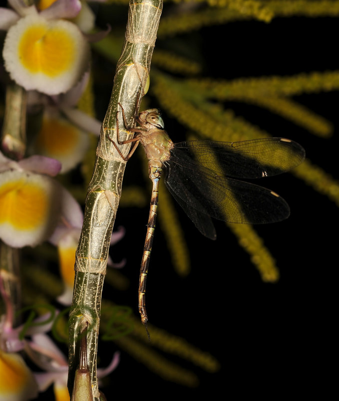 Cynocantha CF. subinterrupta-female