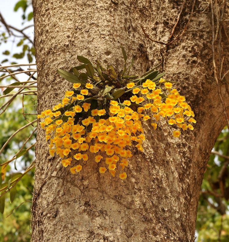 Dendrobium lindleyi on Dipterocarpus alatus