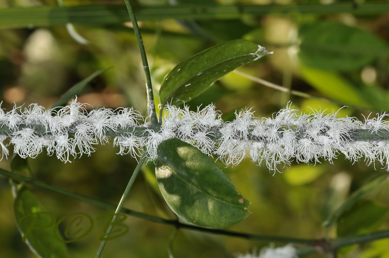 Walking flowers, Flatidea planthopper nymphs