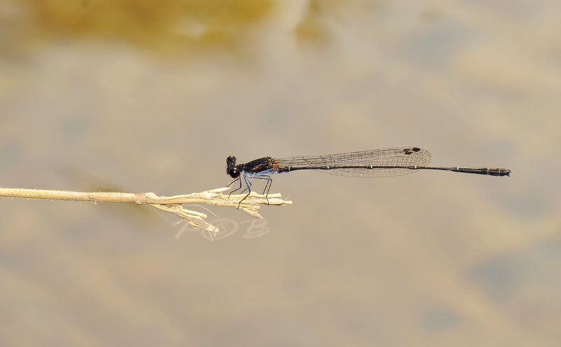 Prodasineura autumnalis