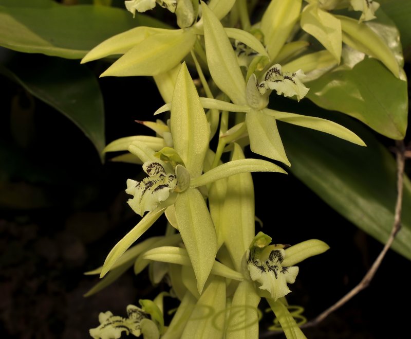 Coelogyne brachyptera, picture taken in Laos