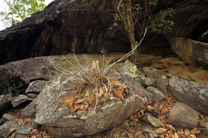 Orchidrock, shade 26 celcius but Dendr. pulchellum can also stand full sun and 40 celsius