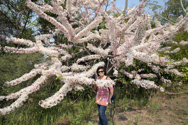 Pink blossem, Bauhinia sp.