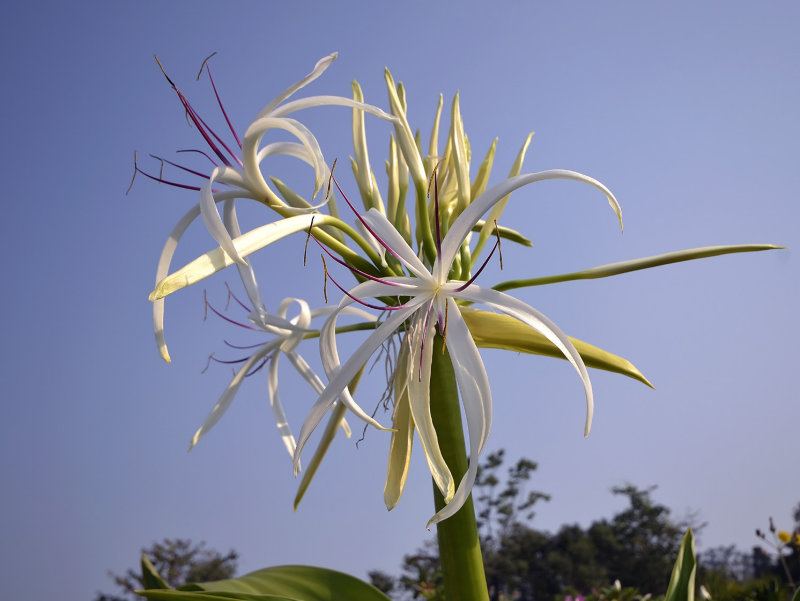 Crinum sp.