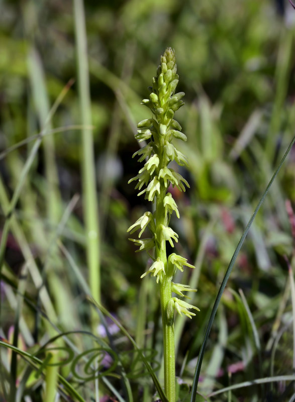 Herminium monorchis,Honingochris, groene vorm