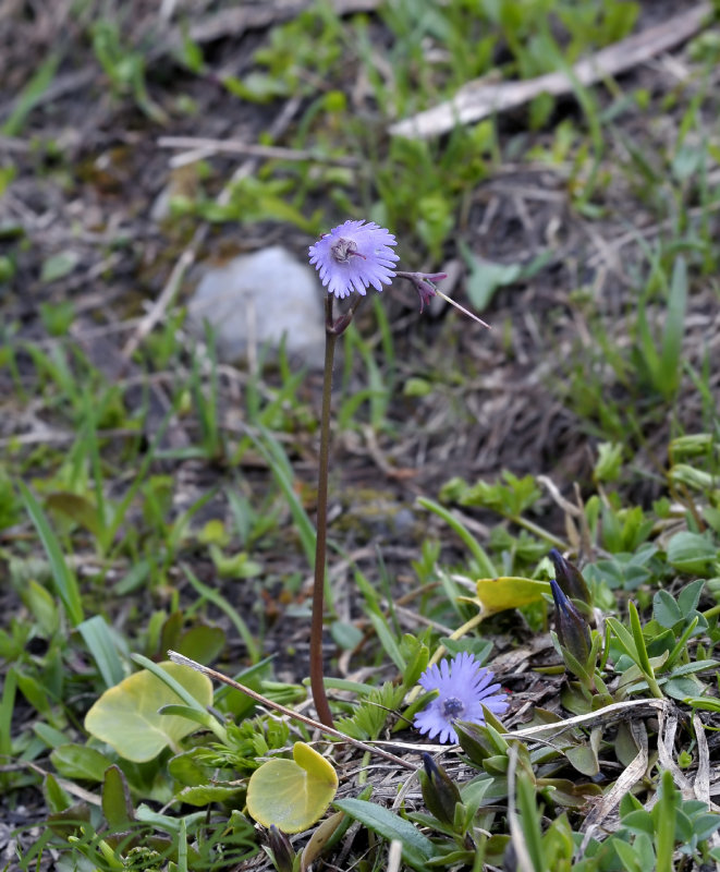 Soldanella minima, Primula familie